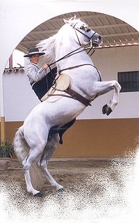 horse riding in Mijas